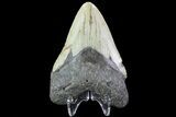 Fossil Megalodon Tooth - North Carolina #80842-2